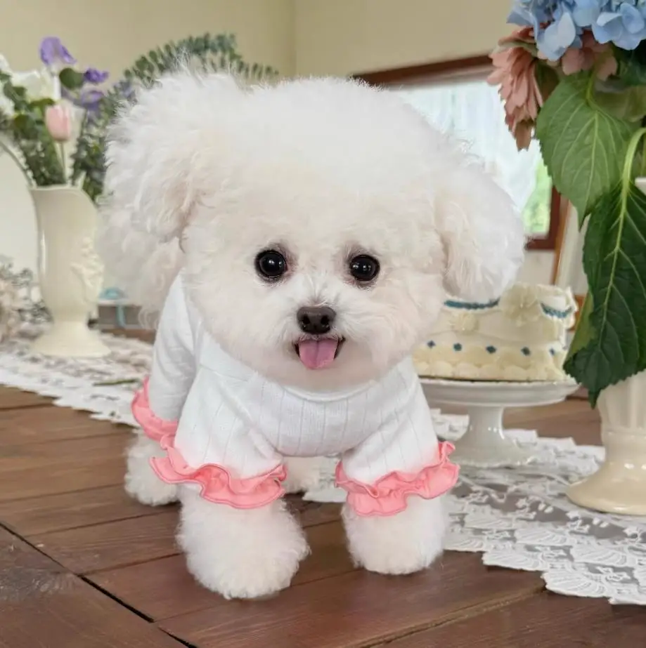 Spring Dog Pajamas Jumpsuit Sleepwear Chihuahua Yorkie Clothes Yorkshire Poodle Pomeranian Schnauzer Dog Clothing Pyjama Outfit