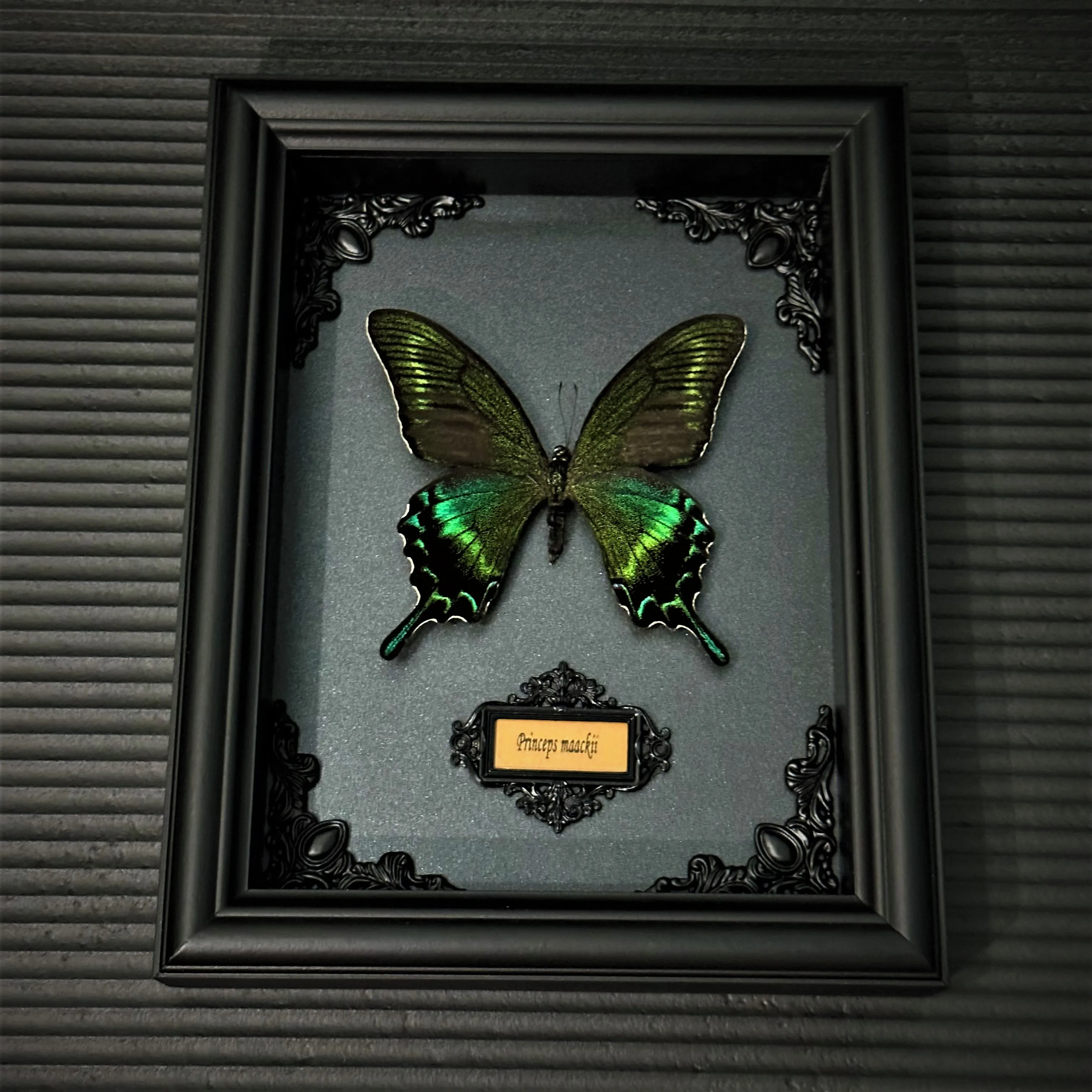 Real framed butterfly specimen Home Decor Gift Collection Wooden Shadow Display Box