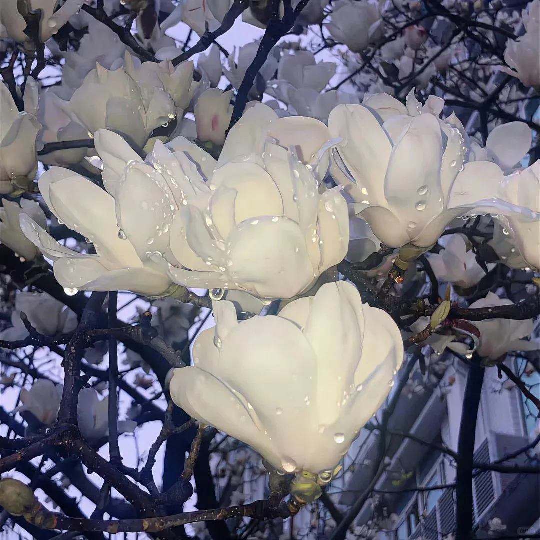 

Car Radio Android 14 Screen Multimedia Video Player For Toyota VELLFIRE 20 ALPHARD 2008 - 2014 Carplay GPS Stereo DSP Head Unit