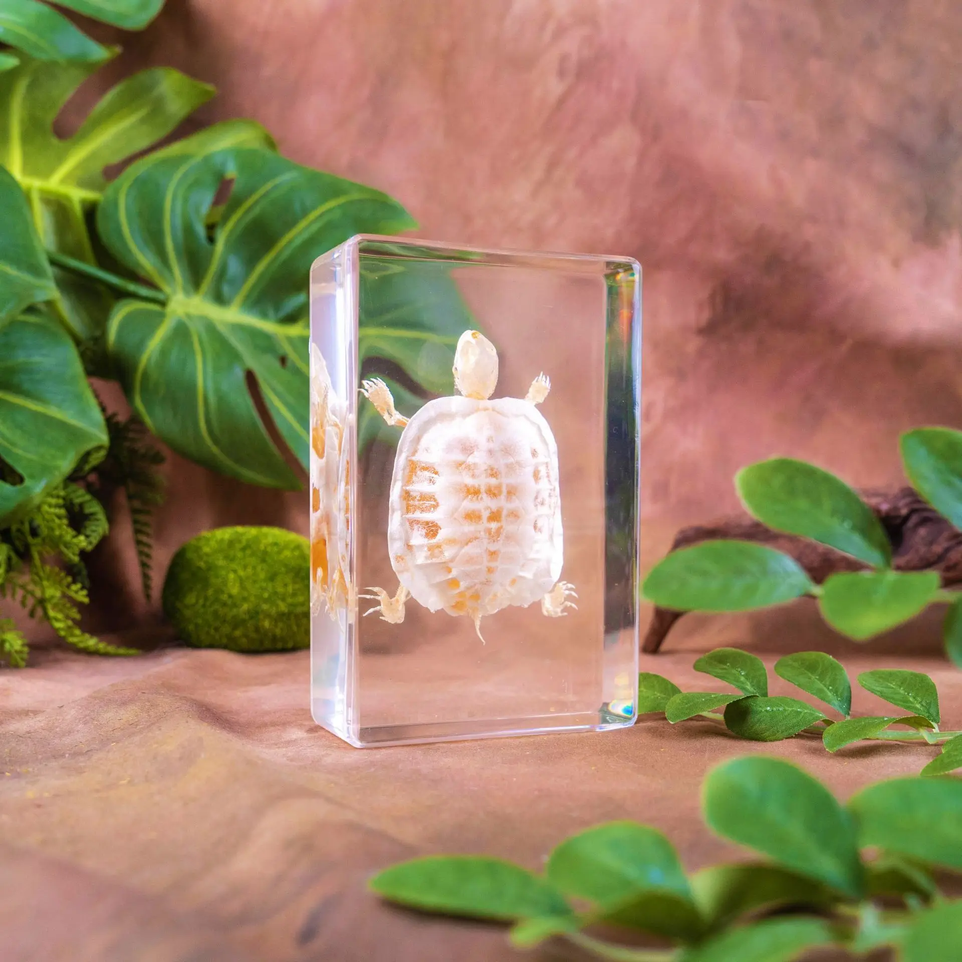 Bat & Turtle Skeleton Specimens: a Fascinating Display of Nature's Wonders