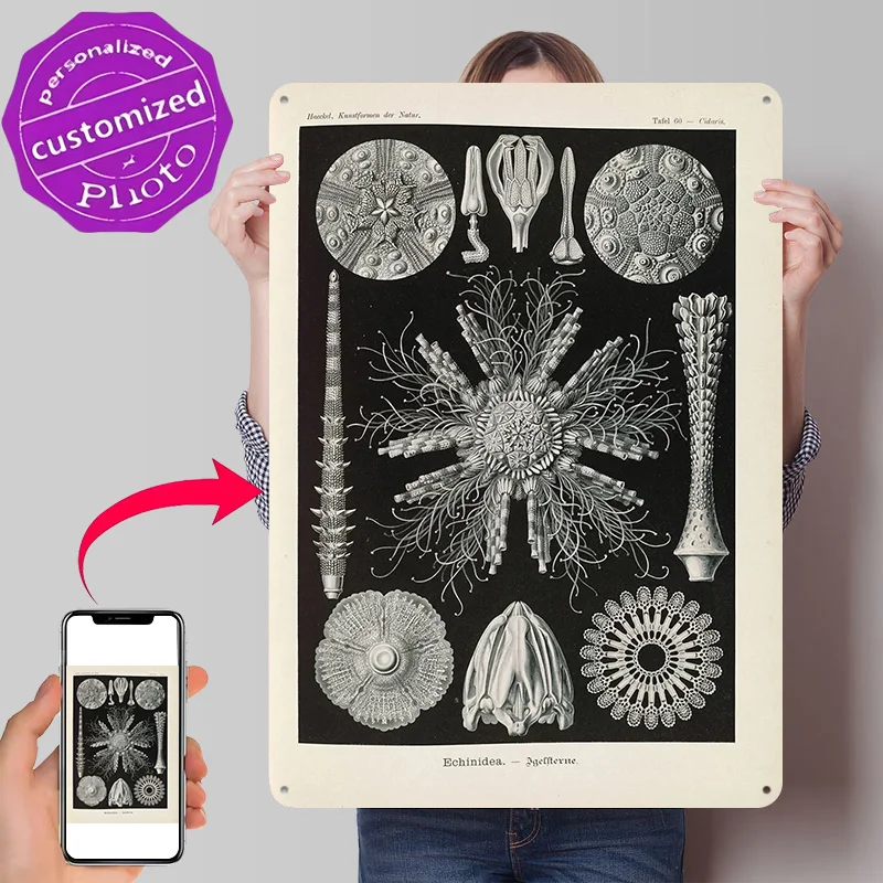 Echinodermata Sea Urchin Illustrations Personalized 3D Textured Metal Poster Wall Art Tinplate Sign for Room Decoration Items