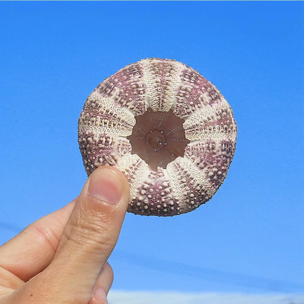 Natural Marine Sea Urchin For Zhuolangge Home Artistic Ornament Display Collectible Succulent Plant Holder Accessory