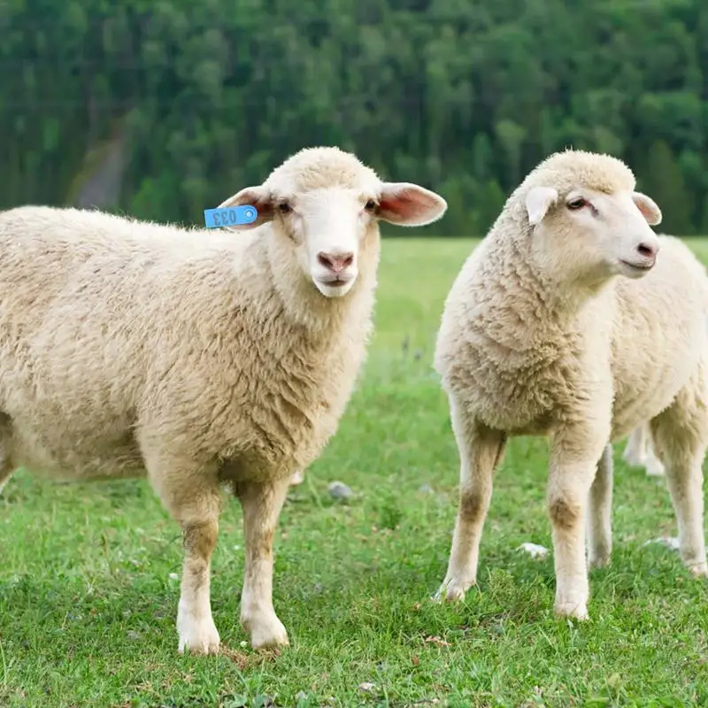 

Goat Ear Tags 100PCS Ear Tags With Numbers Livestock Tagging Tool Wear-Resistant Cattle Ear Tags Cow Ear Tag For Breeding Groups