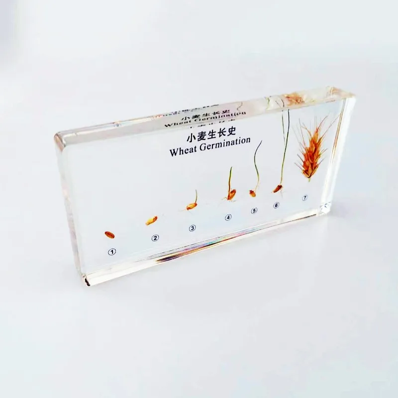 Resin Plant Growth History Specimens Corn Peanut Bean Wheat Rice Germination Process Model Biology Botany Teaching Aids