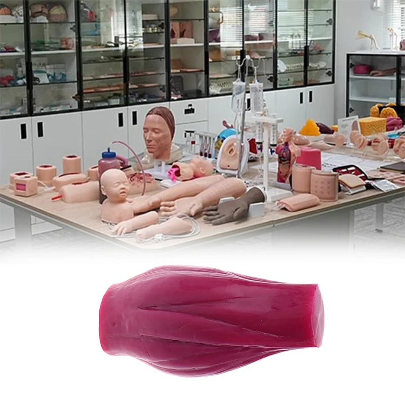 1 Lb Muscle Model Realistic Human Body Replica Teaching Display Educational Medical Tool Safe Human Muscle Structure Model