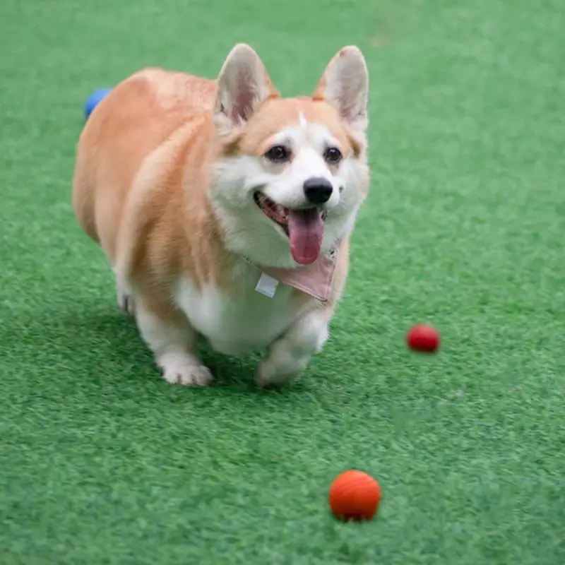 Palla gonfiabile per cani cucciolo giocattolo da masticare giocattolo da masticare per cani giocattolo interattivo per cani palla per cani