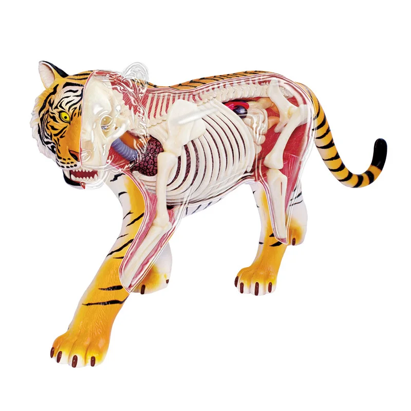 

4D зрение анатомическая модель тигра DIY головоломка образовательная имитация тигра модель дикой природы животного