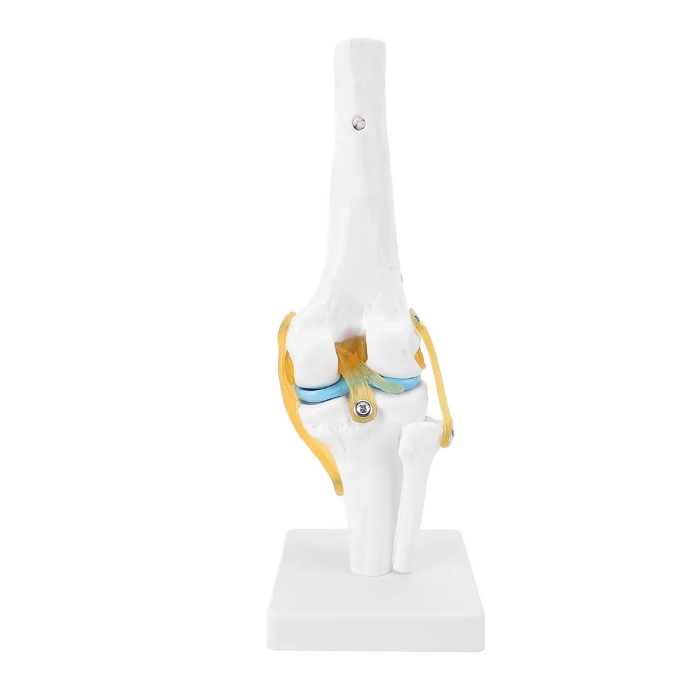 PVC Human Knee Joint Model Anatomical Shape Multi Colors Patella Model Life Size Detachable Structure Knee Bone Model