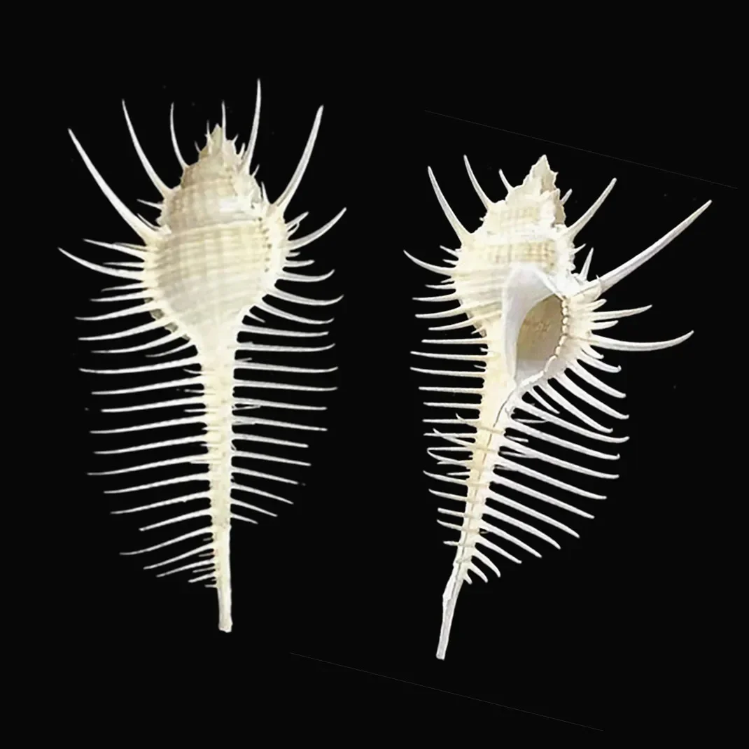 Natural Murex Pecten Seashell Venus Comb Murex Snail Shell Fish Tank Ornaments DIY Home Craft Furnishing Marine Sea Decor