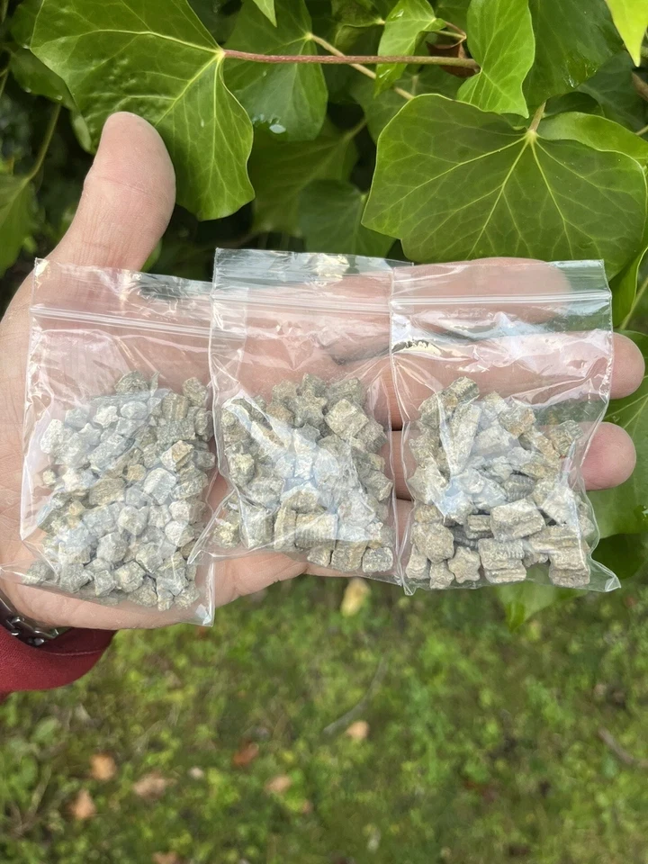 1 Crinoid Bag 20g Sea Lily Stars Real  For Aquarium Terrarium Collector Cambrian Stone