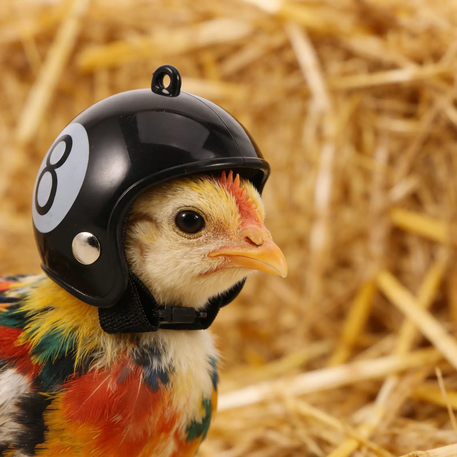 2pcs Chicken Anti-Peck Safety Caps for Hens, Roosters & Ducks – Comfortable Elastic Animal Protection Gear