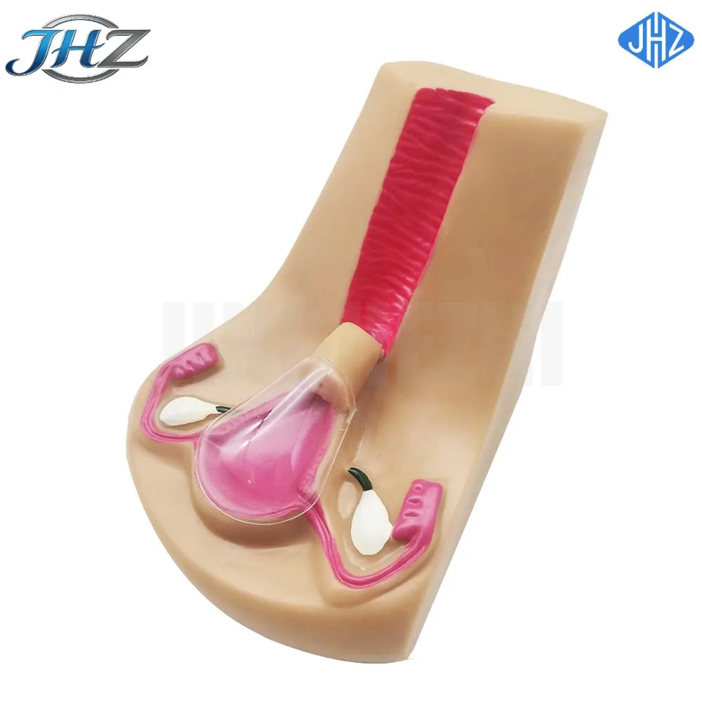 

JHZ forFemale Intrauterine Contraceptive Device Model,IUD Training Simulator Brand new
