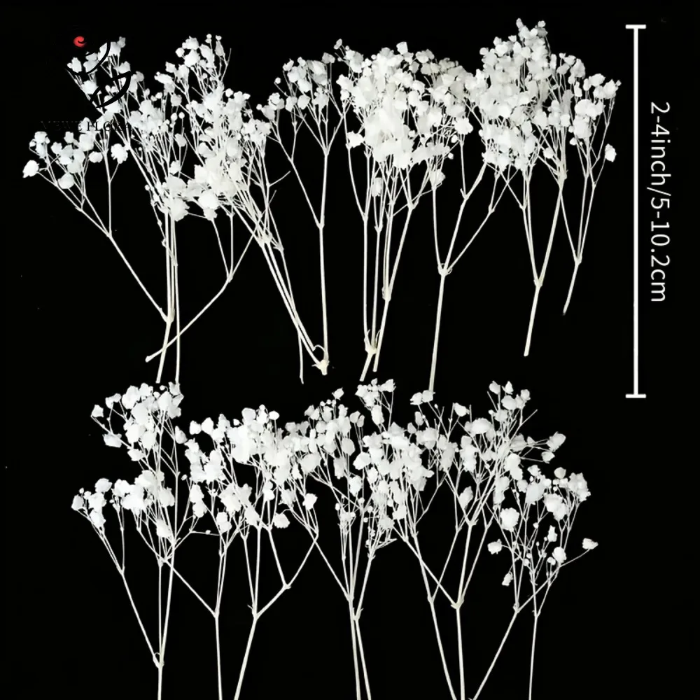 Thumbnail 4 - #16 Latest Dried Flowers Offers
