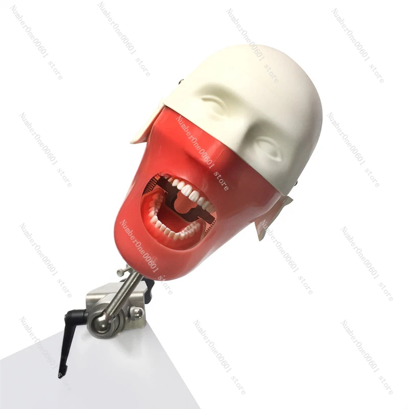 

Dental Training Phantom Head Simulation Teeth model Dentist Education Practice Head Model Dental Teaching Model