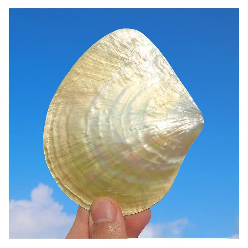 Natural Pearl Oyster Yellow Dish Shell Polished Penguin Shell Conch Shell Crafts Plate Handmade Jewelry DIY Raw Materials