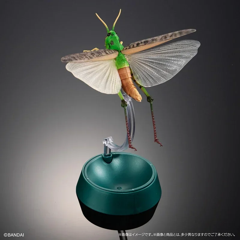 BANDAI Biology Illustrated Guide Grass Hoppers Movable Insect Collect Ornaments Childhood Memories Action Figure Model Toys