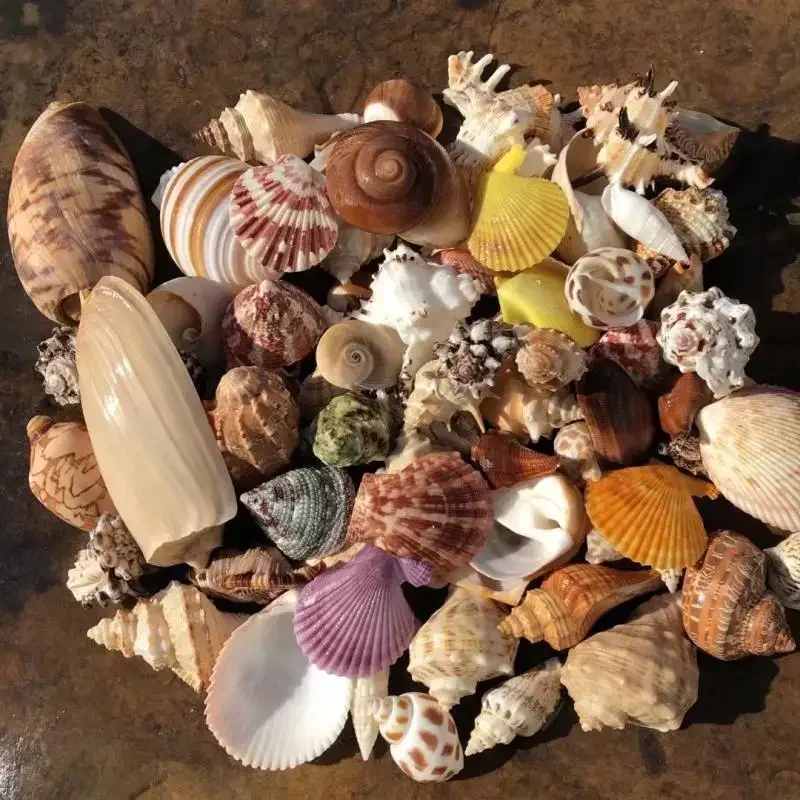 Shell Conch Set Roll Shellfish Hermit Crab Replacement Shell Climbing Landscaping Fish Tank Aquarium Decoration Ornaments