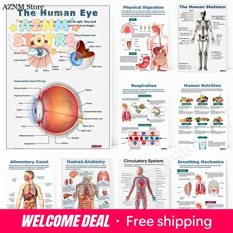 Anatomy Science Physical Human Biology Eye Skeleton Breathing Mechanics Poster Wall Art Pictures Canvas Painting Room Home De