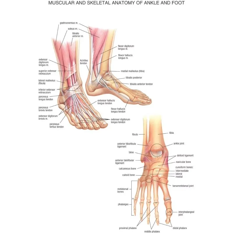 Home Decor Foot & Joints of Foot Anatomy and Pathology-Silk Art Poster Wall Sticker Decoration Gift