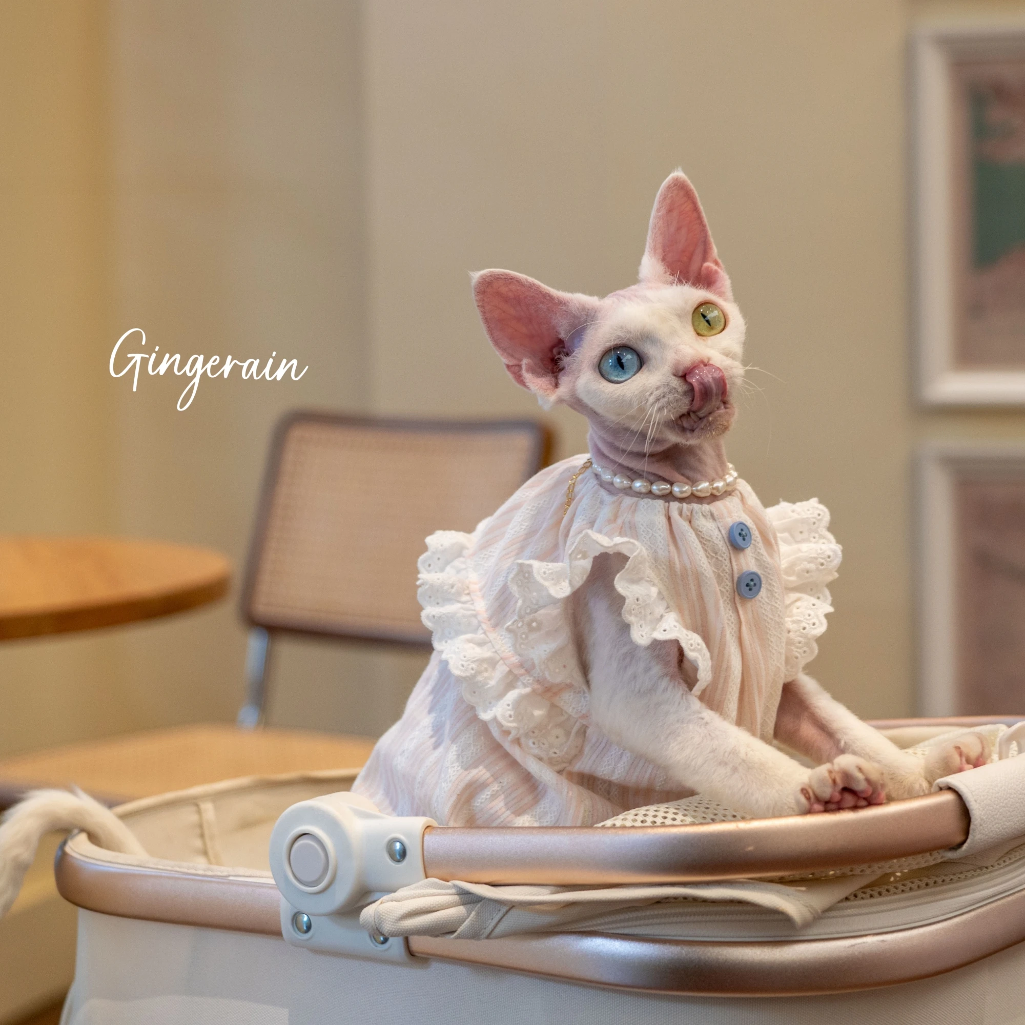 Luxury Cats Clothing Pink Soft Cotton Vest For Sphynx Cat Short Ruffled Sleeves Jumpsuit for Kittens Summer Dress for Revon Rex