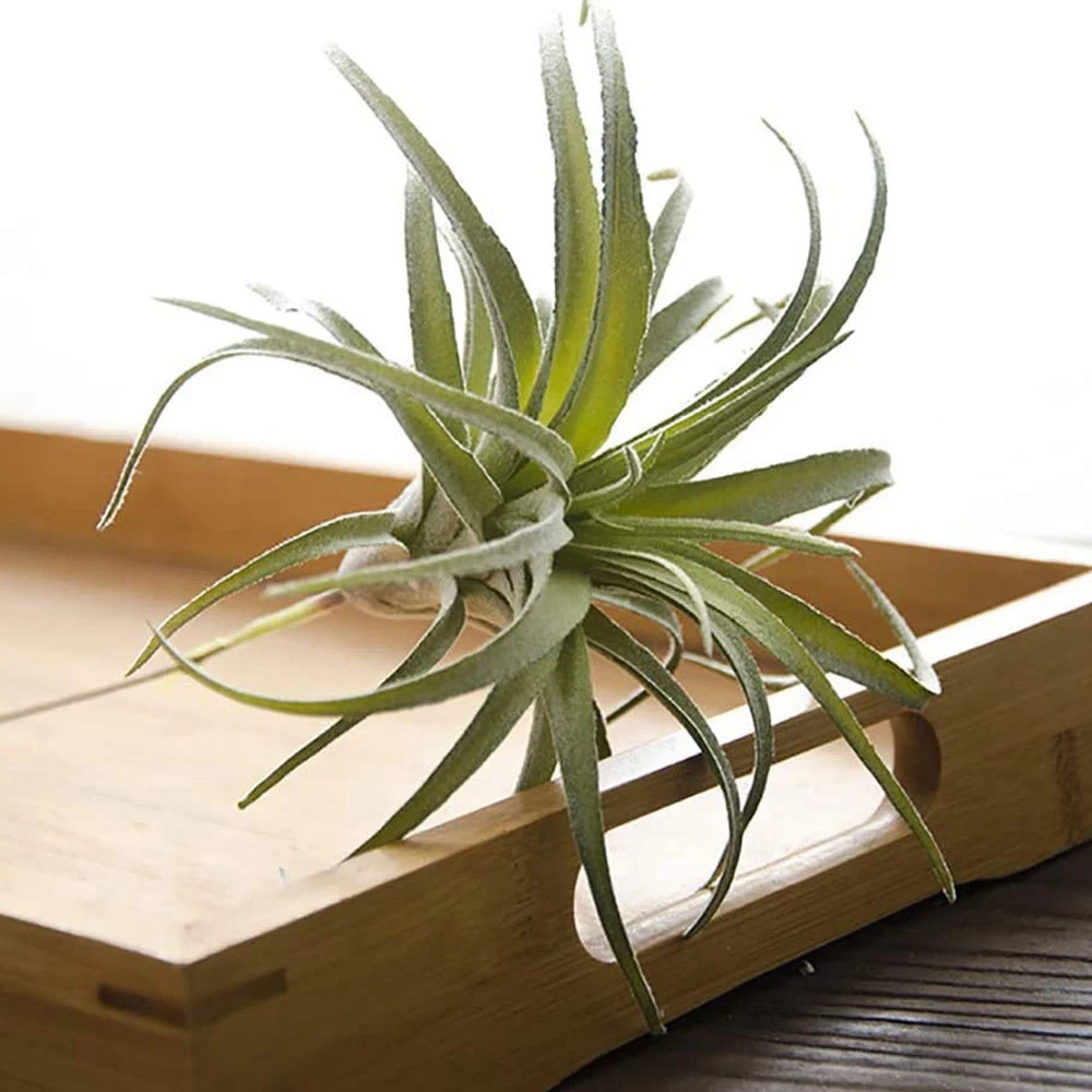 4Pack Artificial Pineapple Grass Air Plants Fake Flowers Faux Flocking Tillandsia Bromeliads Home Garden Decor