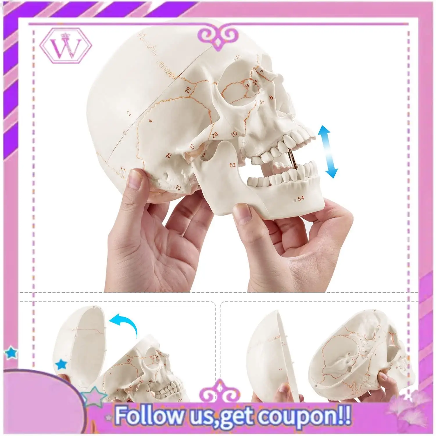 

Анатомическая модель человеческого черепа, 3 части, пронумерованная, в натуральную величину