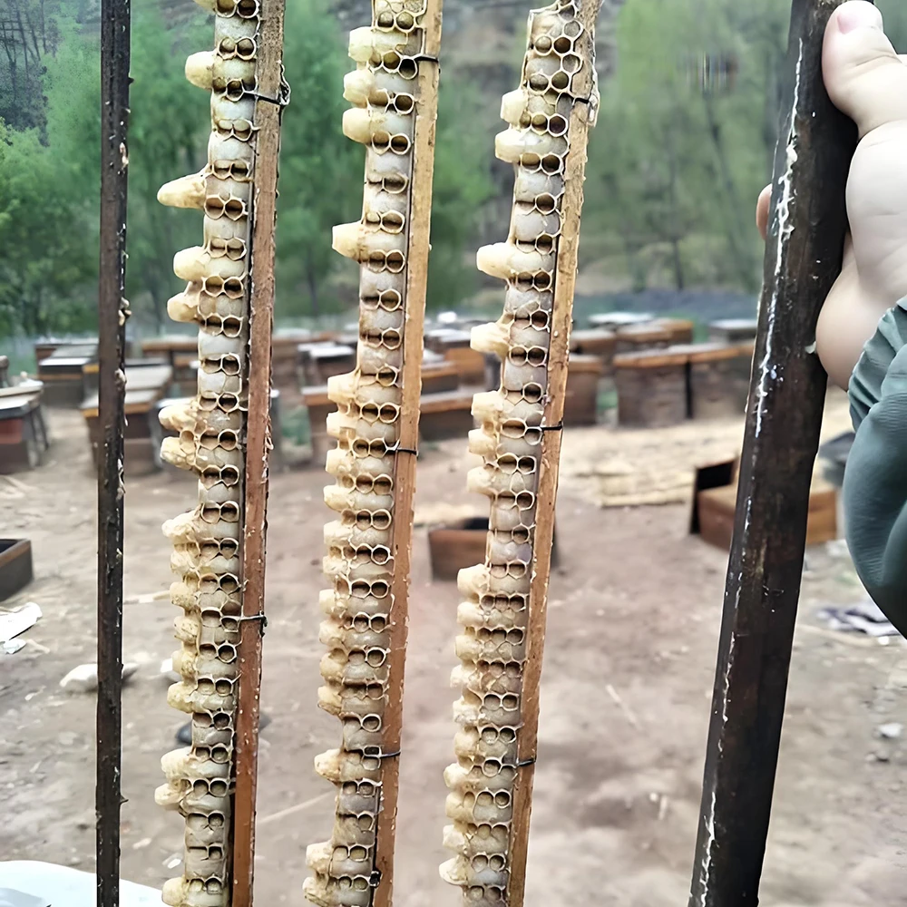 240PCS Queen Rearing Plastic Nicot Beekeeping Brown Cell Cup Laying Larva Egg Worm Breeding High Accepted Apiculture Supplies