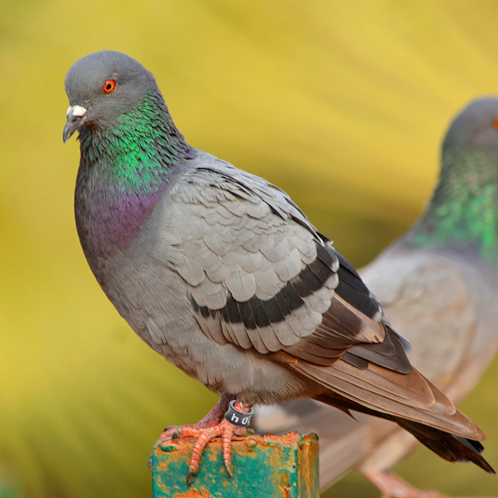 

50Pcs High Grade Alloy Bird Foot Rings Numbered Pigeon Compact Storage Homing Supplies Bird Leg Bands