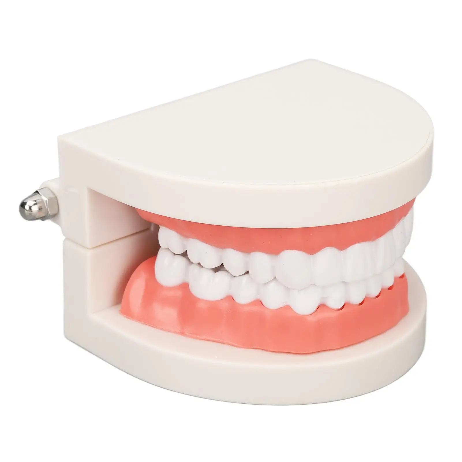 

for dental Caries Simulation Model Educational Resin Teeth Structure for dental Clinic Training Teaching Tool