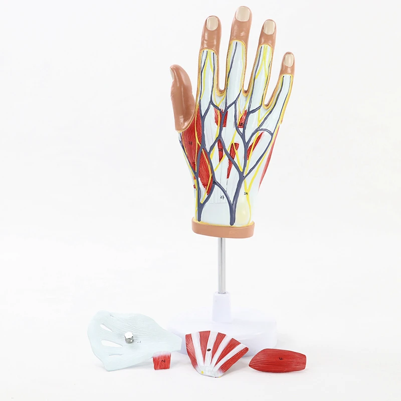 

Medical Anatomical Hand Skeleton Model W/Muscles Ligaments Nerves and Blood Vessels, 4 Parts Life Size Easy Mounting Hand Model