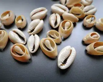 ZŁOTY RÓŻKA COWRIE