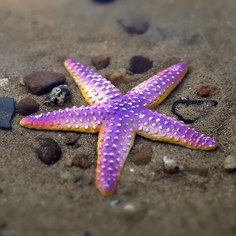 Ornamen dekorasi Model hewan laut, Sains dan Pendidikan Pendidikan anak-anak, mainan pantai simulasi bintang laut plastik statis