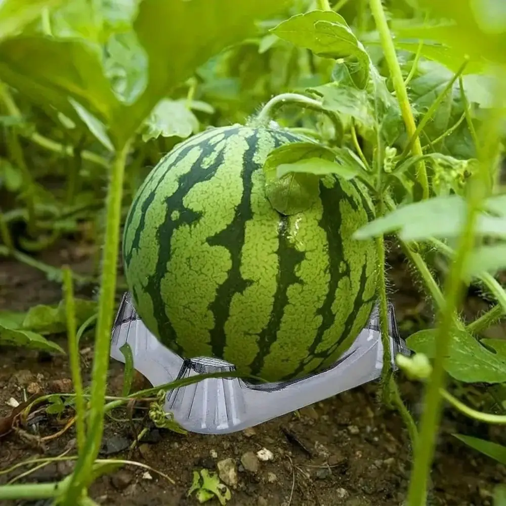 20/50Pcs Plastic Watermelon Holder Thickened Anti-Rotten Design Fruit Support Tray Transparent Round Groove Shape
