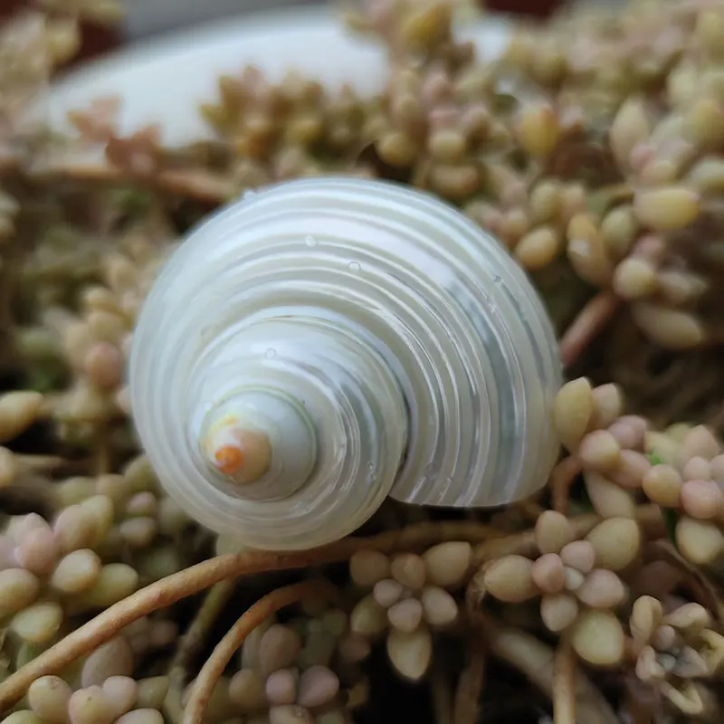 Natural Turbo marmoratus Shell - Fluorescent Turban Snail, Mediterranean Aquarium Decor, Marine Hermit Crab Habitat, Ocean Craft