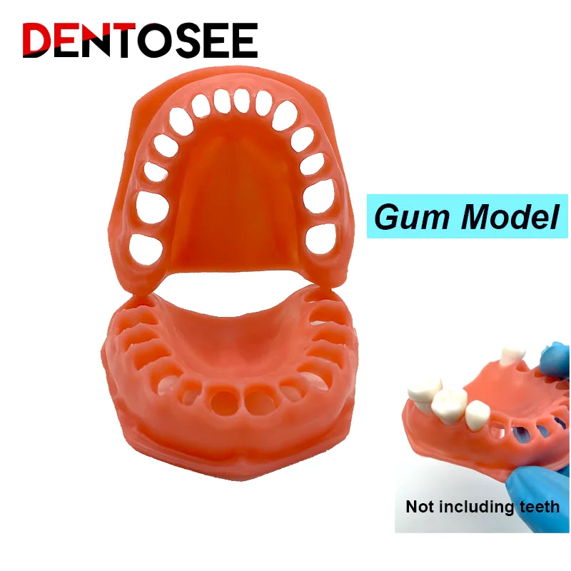 

Dental Model Gum model Dentisit Student Learning Teaching Upper/lower Simulated gums