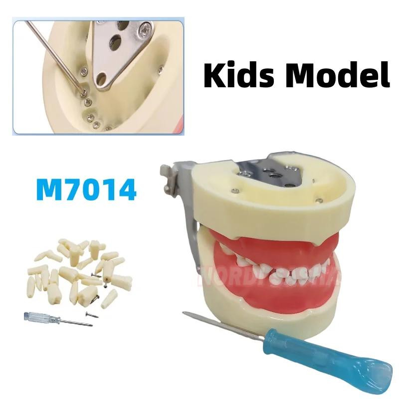 1Pcs Kids Deciduous Primary Teeth Model Dental Typodont  Baby Tooth Model With Removable Teeth Soft Gumsl For Dentist Teaching