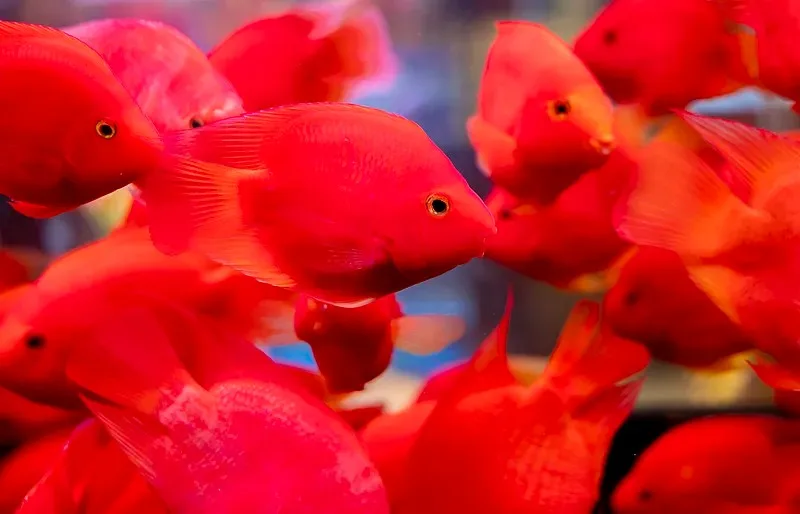 

Твердые пластиковые шины для радиоуправляемых дрифт-машинок Trxs HSP Tamiya HPI – гладкая плоская конструкция для Wltoys 144001 124018 A959-B MJX 14301 14303