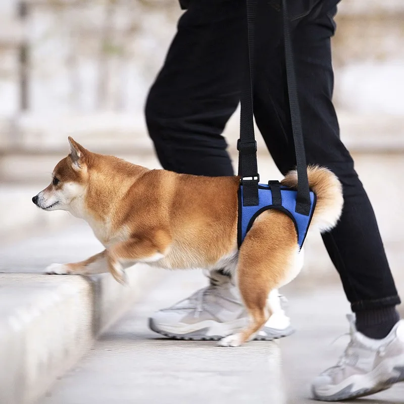 Harnais de soutien des jambes arrière pour chien senior, pour la décompance et les personnes handicapées, aide à la mobilité des animaux de compagnie réglable, rééducation des jambes arrière