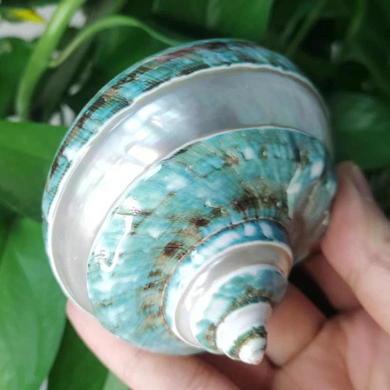 Large Turbo Jade Green Shell with Pearl Band Hermit Crab Sea Shells for Crafting Coastal Home Decor Accent and Vase Filler