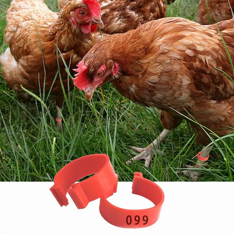 Anelli per cosce di pollo 30 pennarelli per etichette numerati per uccelli adulti gambe Clip su fasce per caviglie di pollame uccelli da gioco anelli per zampe di pollo fornitura per animali domestici