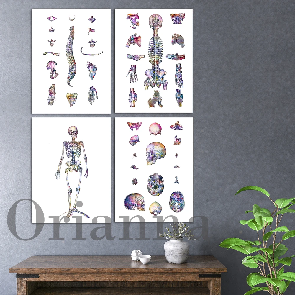 

Body Anatomy Decor Skeleton Poster Medical Skeletal Bones Structure Spine Bones Print Orthopedic Doctor Office Art Surgeon Gift