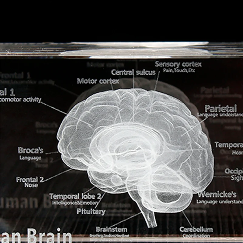 -A41U Crystal 3D Brain Anatomical Model Cube Human Art Organ Paperweight Science Gift Souvenir Home Decorative Crafts