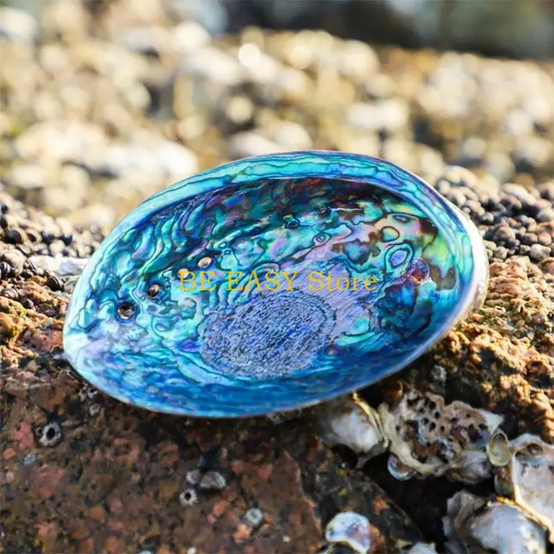 E28F Lifelike Natural Abalone Seashell Peeled Conch Home Office Hotel Ornament for Cleaning Smudging Meditation for Shell Cra
