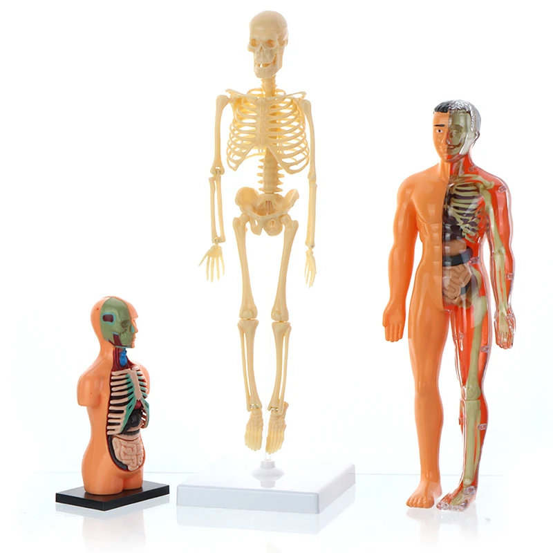 1set Anatomy Model For Kids Human Torso Anatomy Model Removable Human Body Model ForMedical Student Educational Science Learning