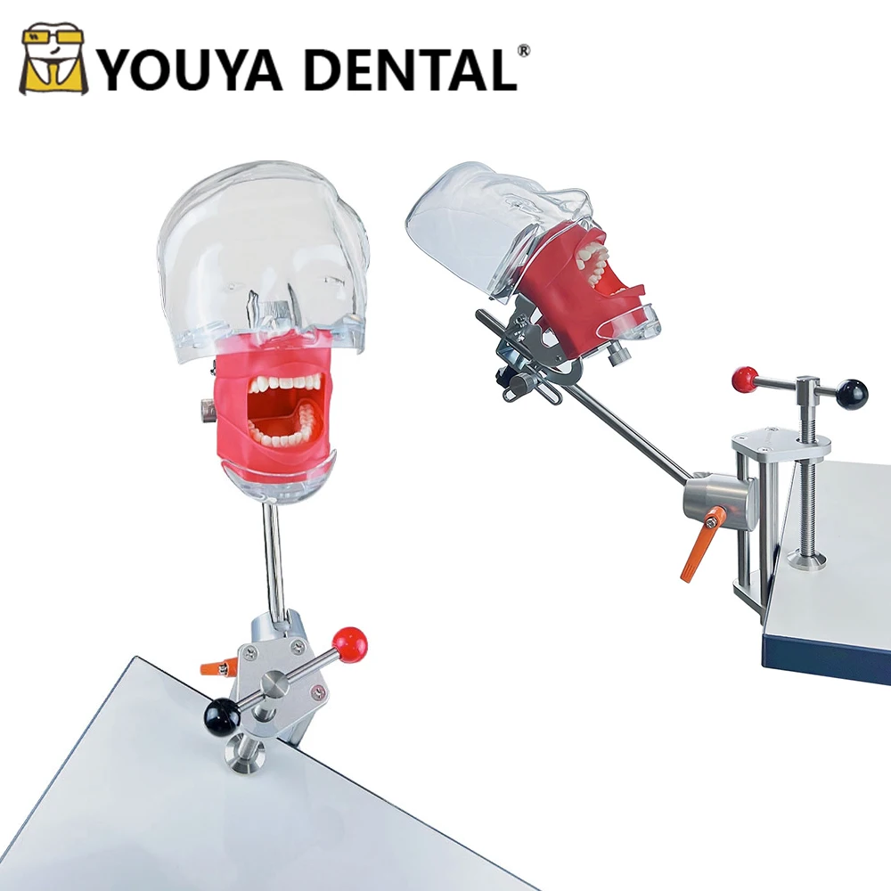 

Dental Simulator Teeth Teaching Model Phantom Head Model For Dental Technician Practice Communication Tools