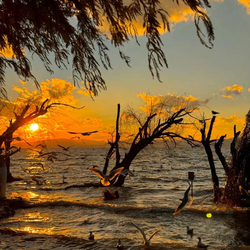 

IFlight Pigeon 5.8G Circular Polarization Directional 9dBi Gain FPV Patch Antenna RP-SMA LHCP RHCP with 2PCS 45 Degree Adapter