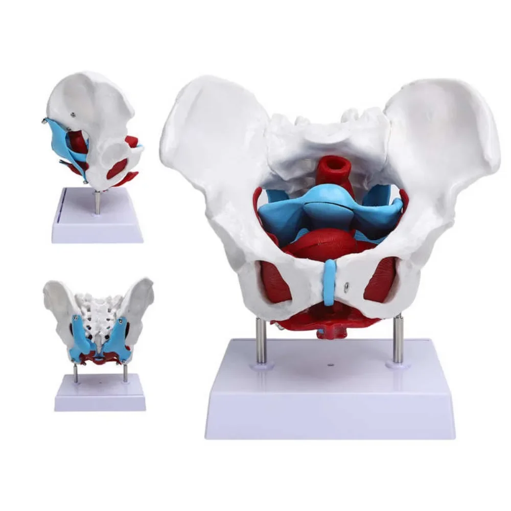 

Detachable Pelvis Model Sacrum Hip Bone Female Pelvis Muscle Female Reproductive System Pelvic Bone Human Skeleton Anatomy Model