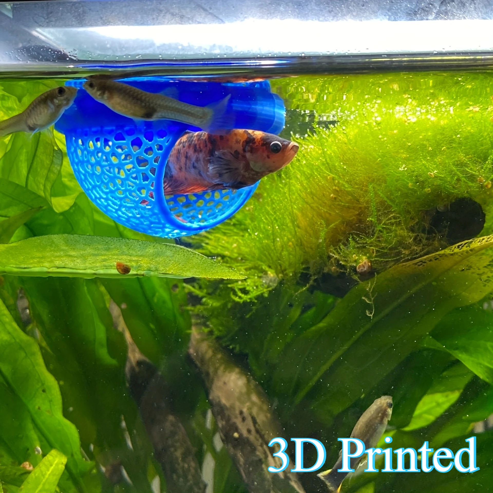 All Fish In Aquarium - Arch Shaped Floating Aquarium Fish Shelter