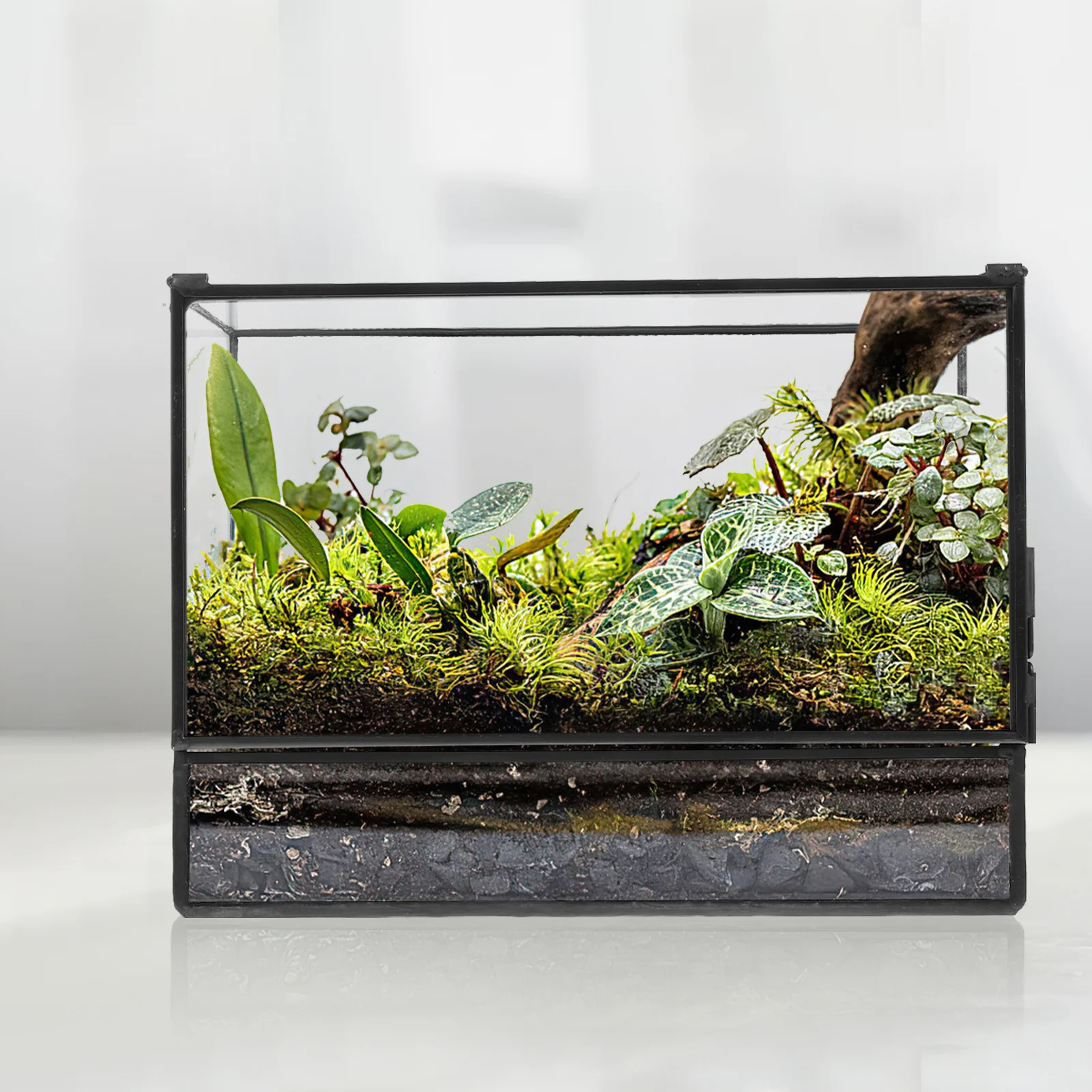 

Micro Landscape Ecological Box Black Tin Glass Terrarium Small Mini Moss Plants Container Desktop Holder Plant Terrarium