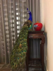 120cm Long Tail Peacock Model Realistic Colorful Foam & Real Feather Beautiful Turned Back Design Unique Gift Idea